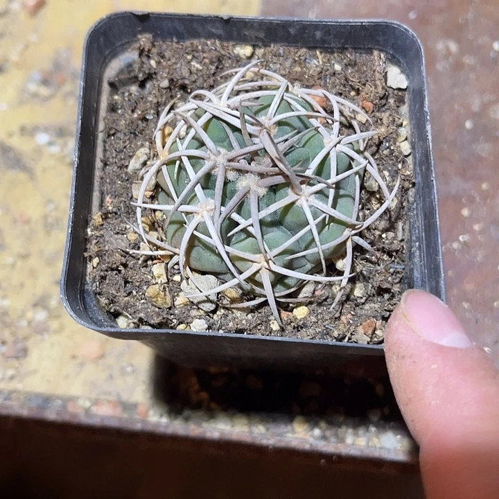 满38包邮2天凑单，脱土晾根发货多肉植物