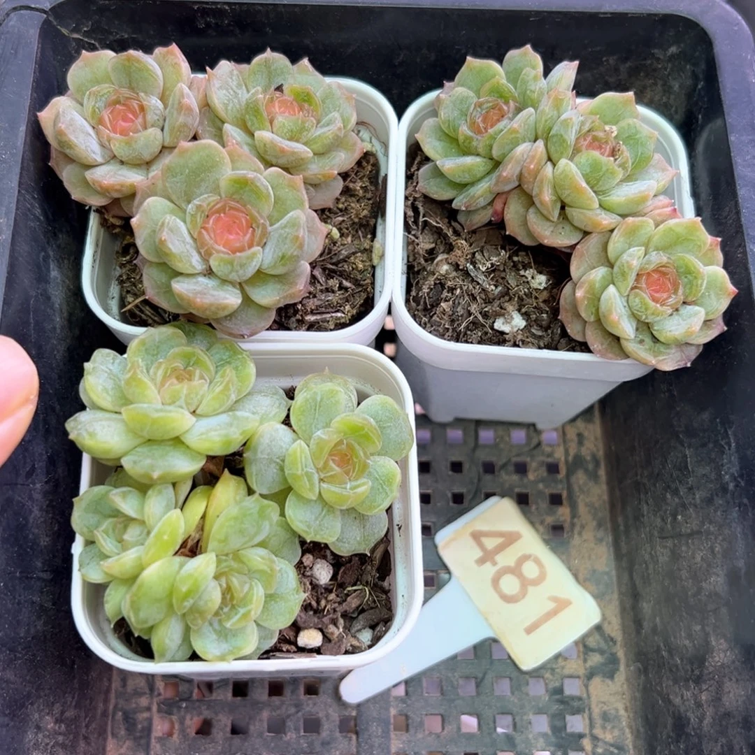 妙***佳481号彩恋三颗 晗雨多肉