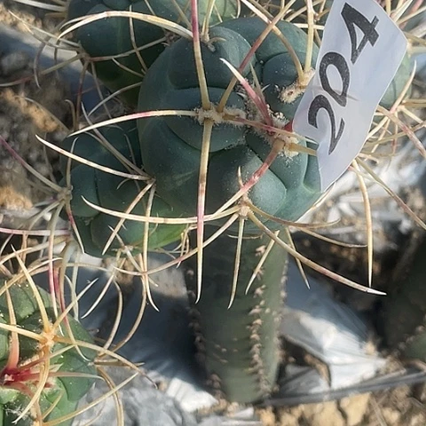 轩204号四头群槁木菲冠龙