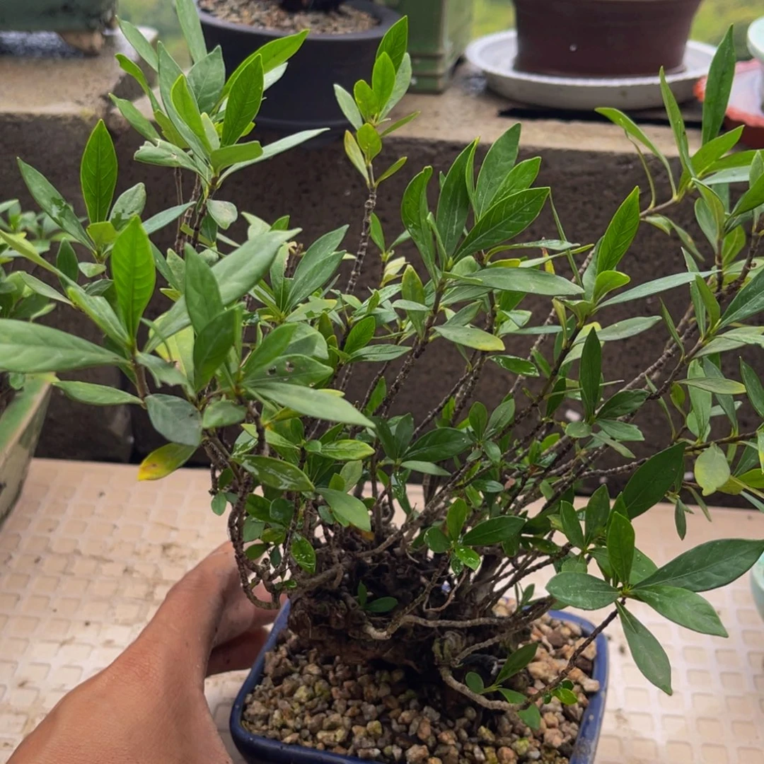 当前无花栽培后可以开花