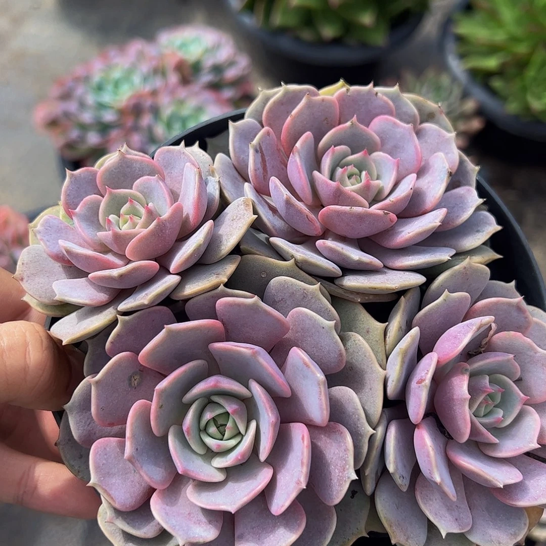 粉蝶多头群生老桩特价