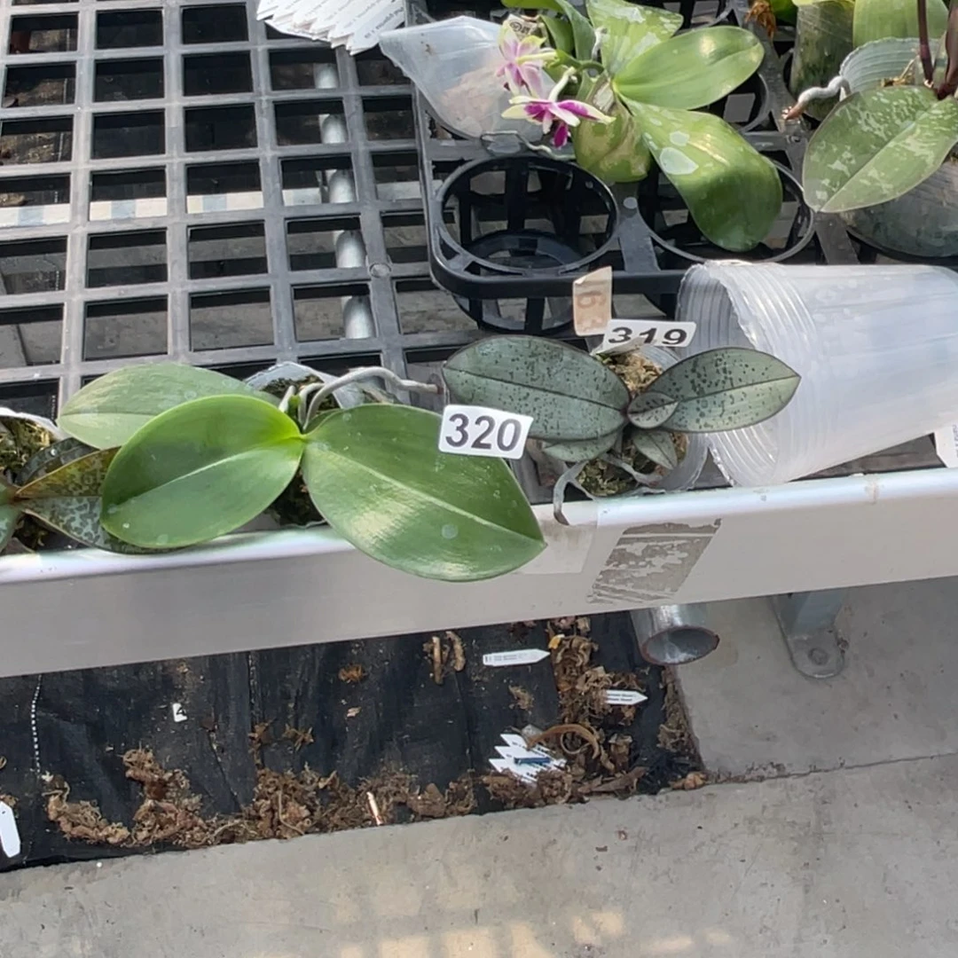 完全开放319.320福利