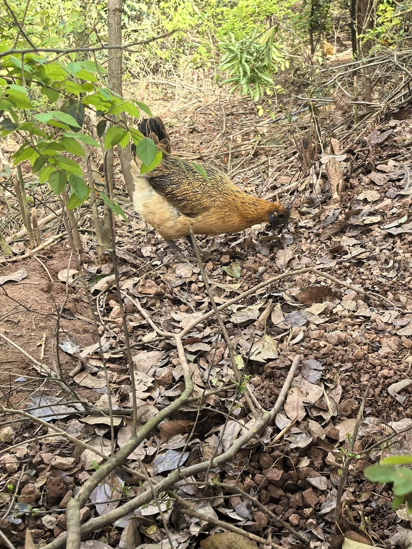 雪峰山乌骨鸡谷子鸡跑山鸡新鲜现杀顺丰包邮