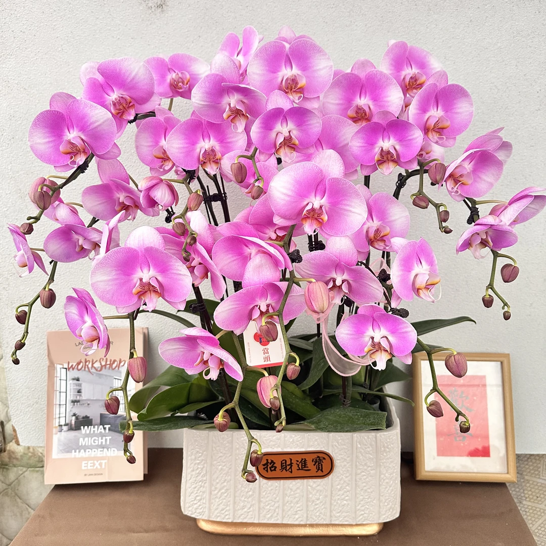 《花开富贵》精选蝴蝶兰带花带花苞优质养护耐寒基地直发成活率高