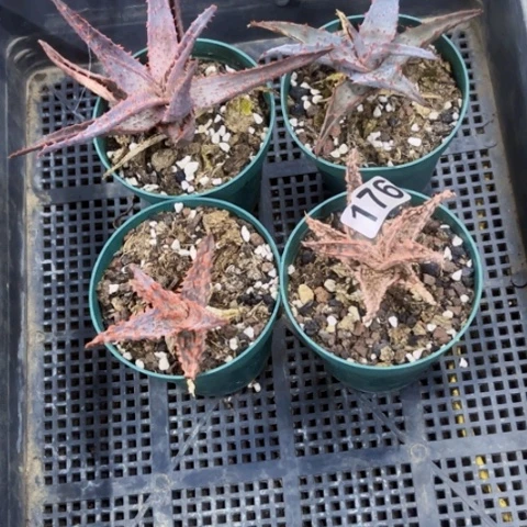 176芦荟4盆一物一图如图