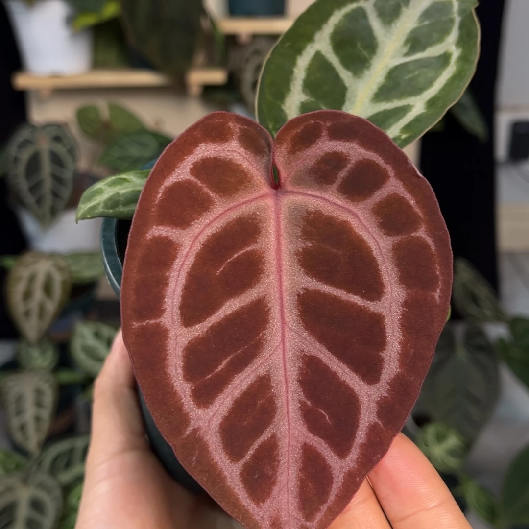 无花朵006 粉柠檬杂Nse （尾货价）