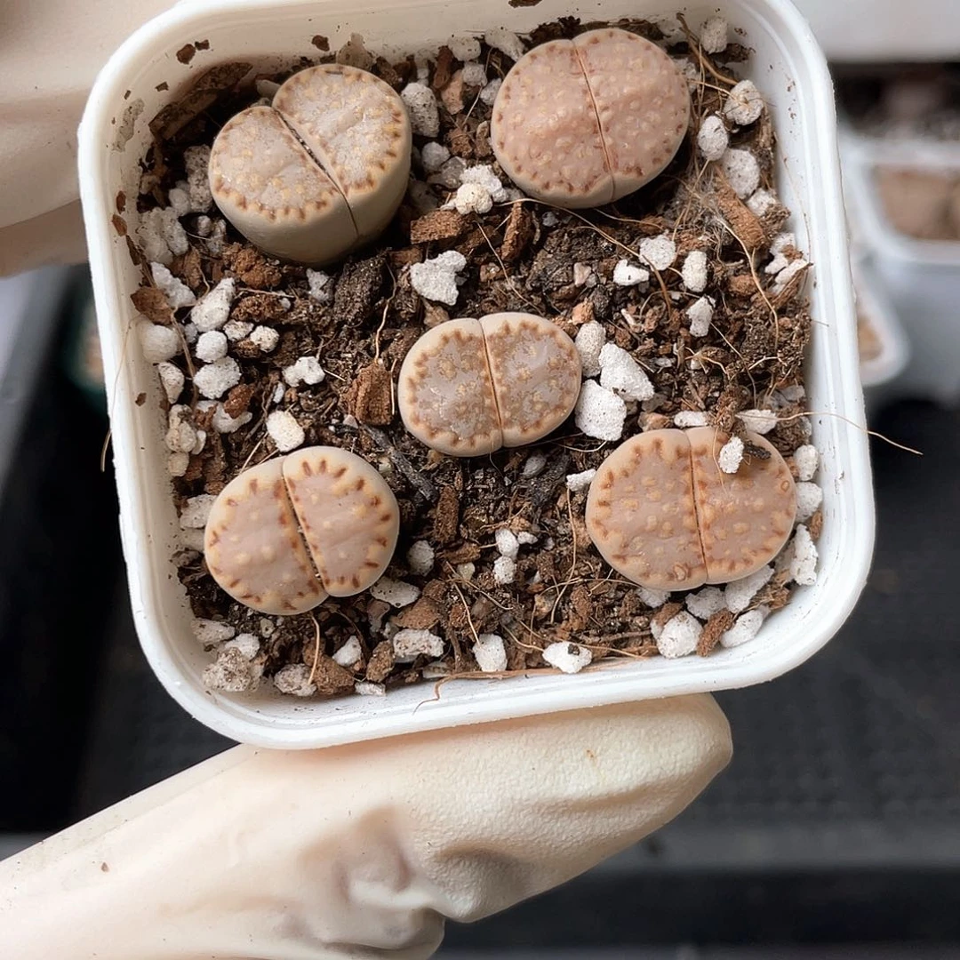 6086大棚清仓甩卖了