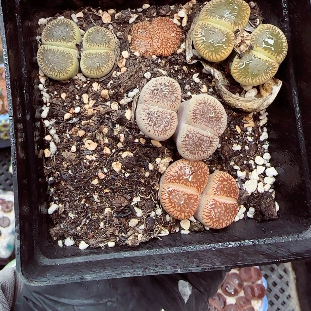 生石花满18包邮1202-54