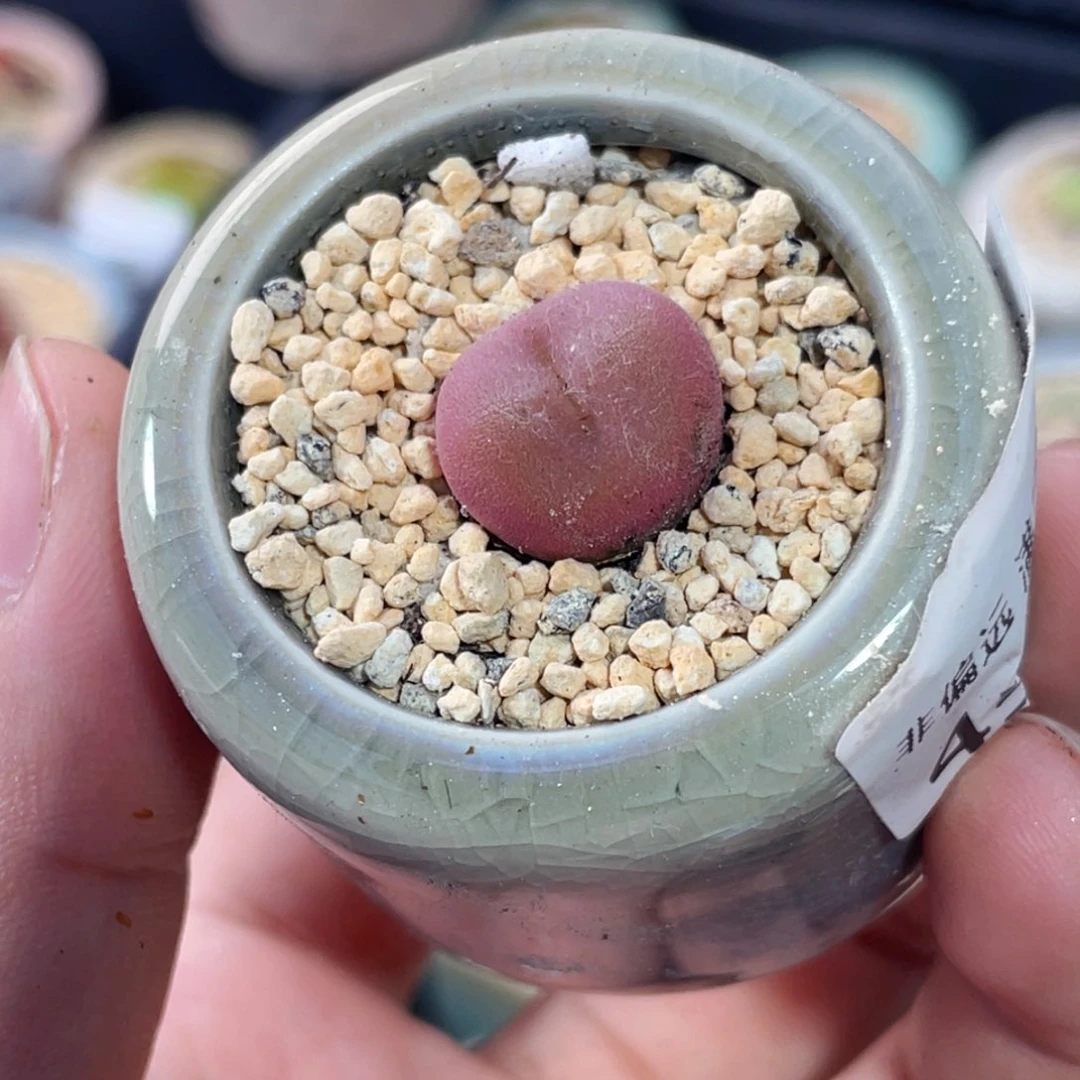 无花朵饭*饱4566-一物一拍 带盆