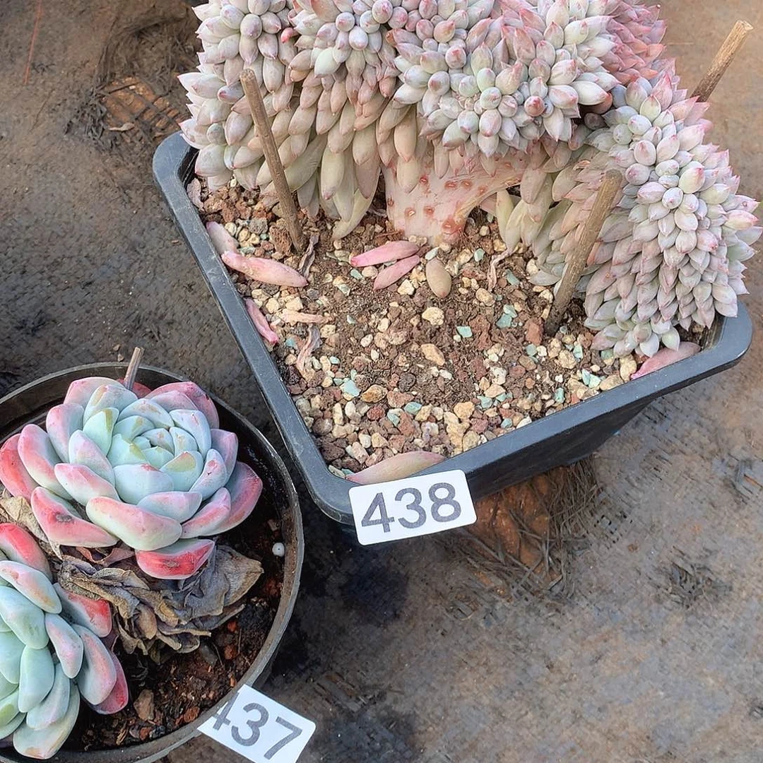 438 一物一拍多肉！