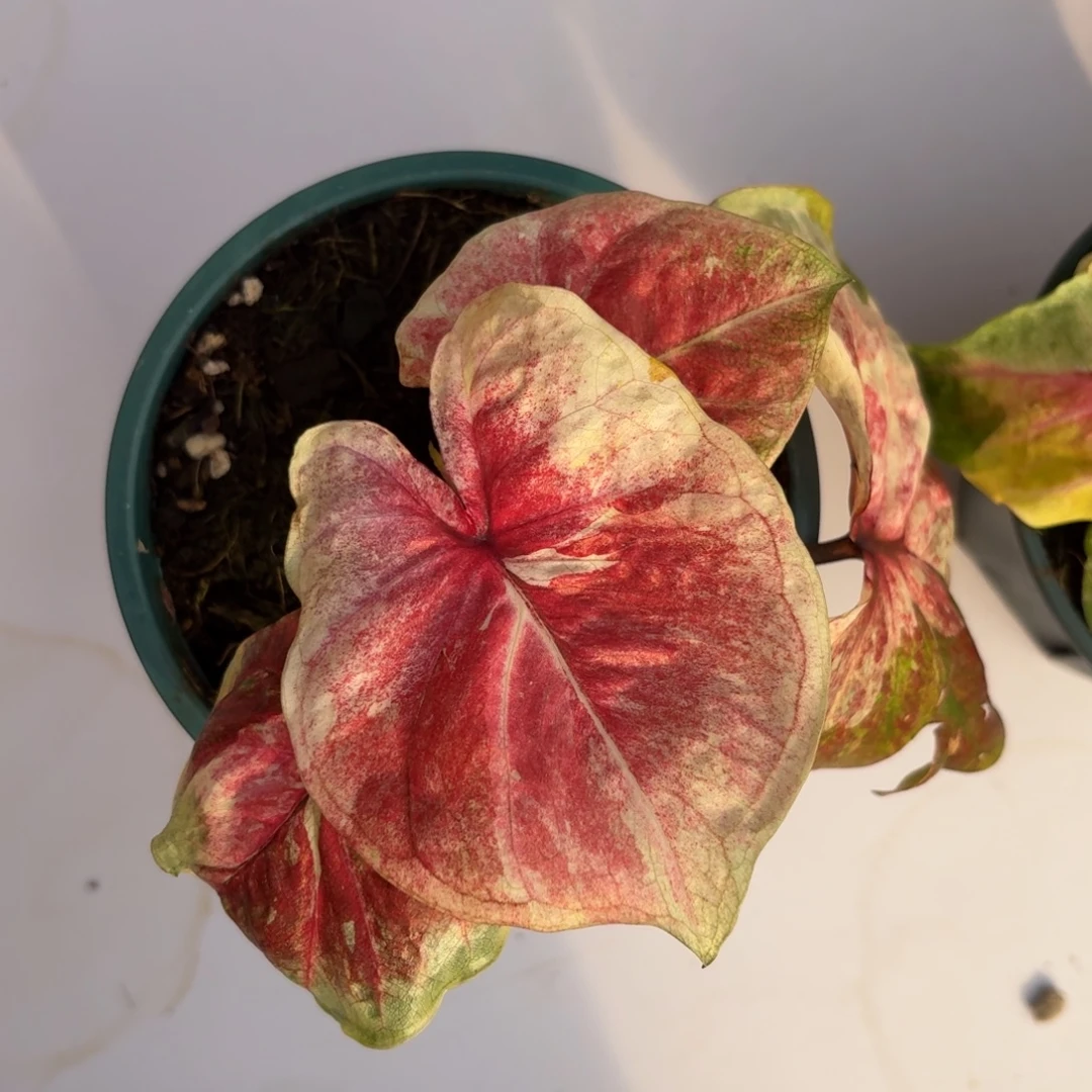 月亮光辉 泰国77-1129