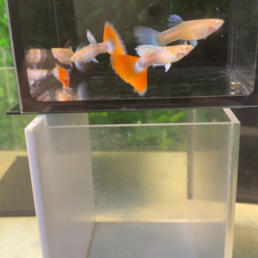 孔雀鱼紫白跑红三对
