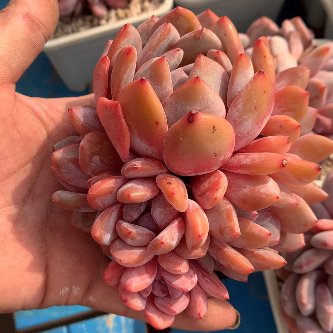 武****司橙梦露橙梦露橙梦露