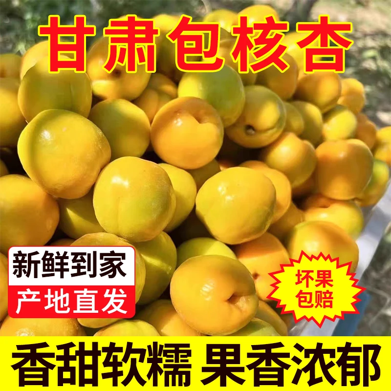 甘肃杏子【现摘】正宗甘肃李广杏油性新鲜酸甜杏子新鲜陇西敦煌同款