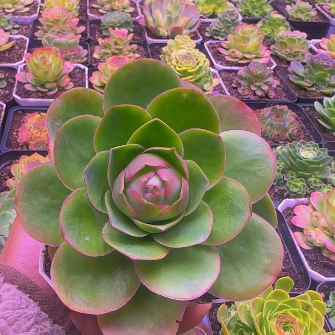 凤隐135679767686868686806