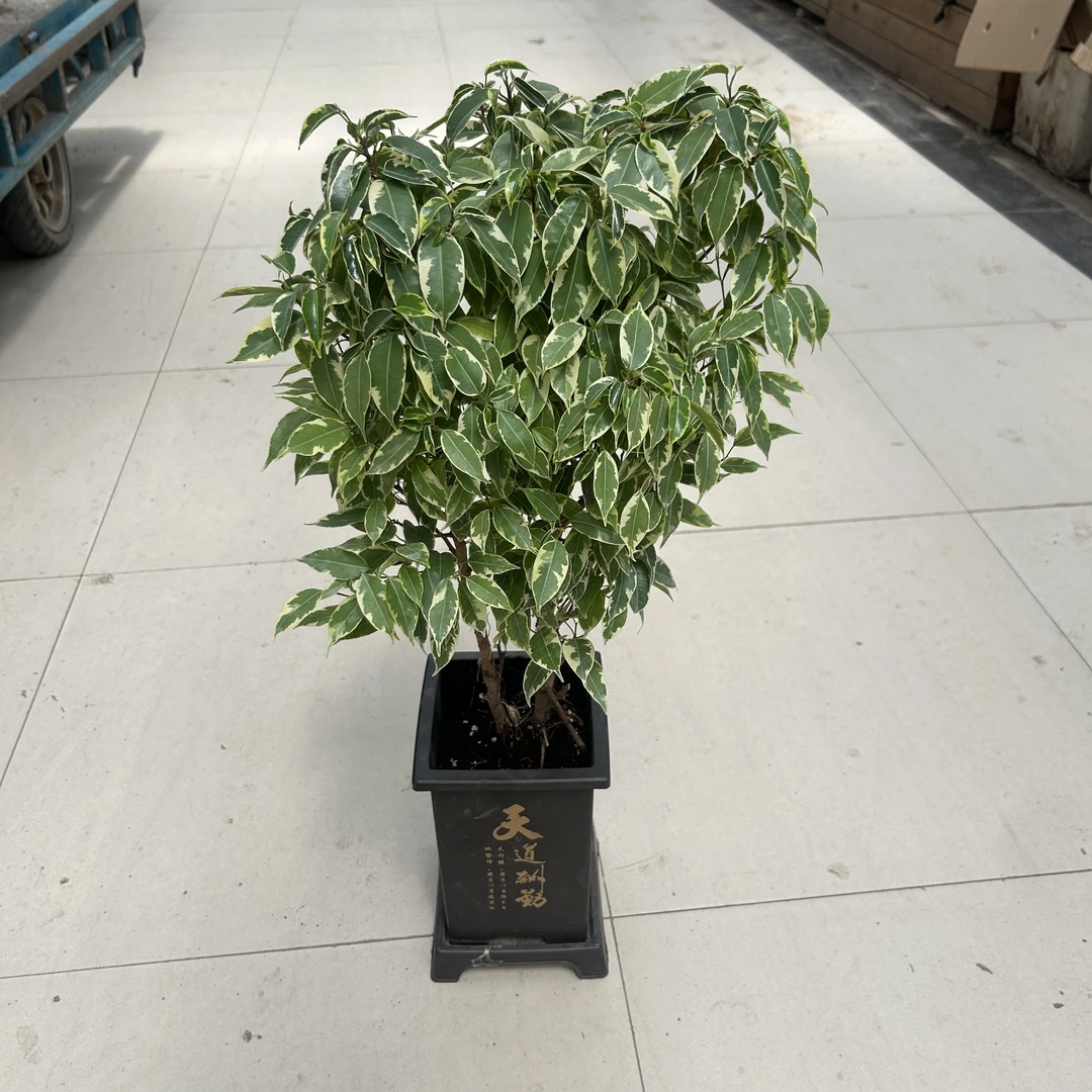 不带盆花叶榕树绿植室内植物