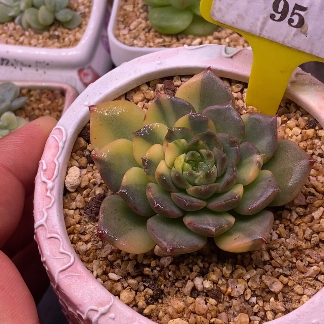 695糖心花锦多肉……