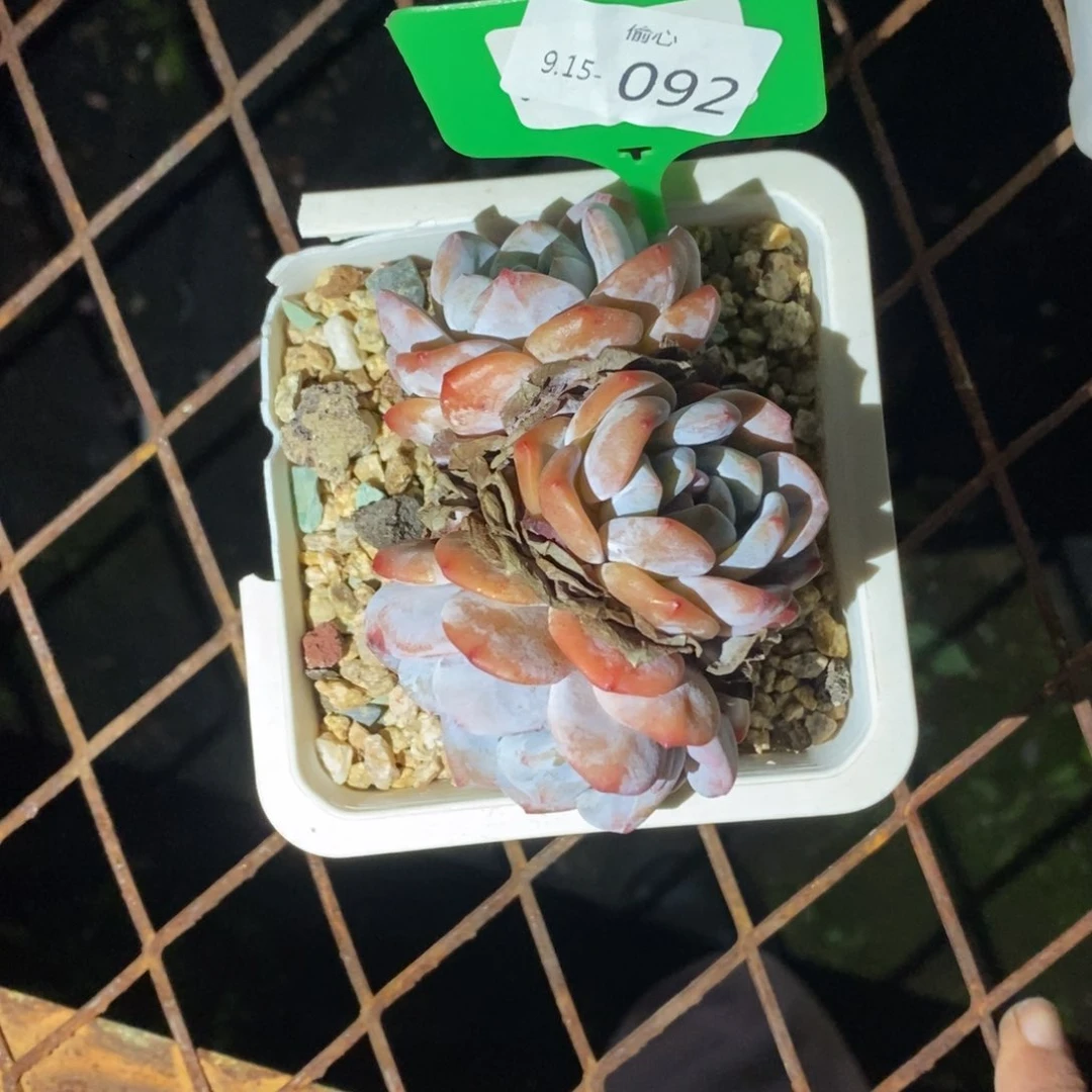虫***醒915092多肉三头多肉