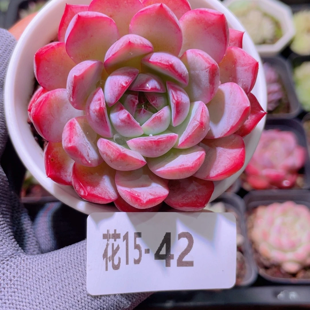 花利美15-42女王
