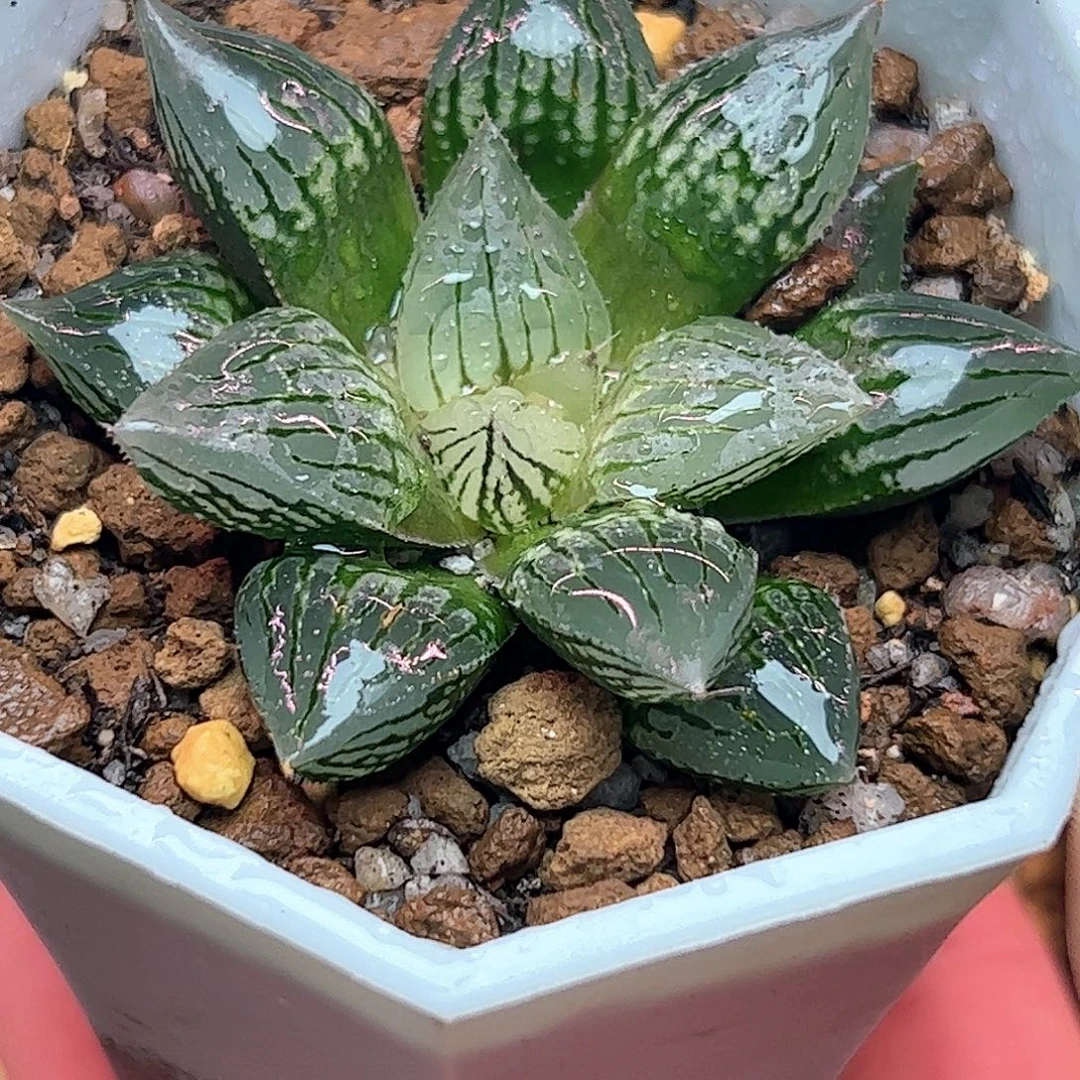 实生裹特选十二卷多肉植物