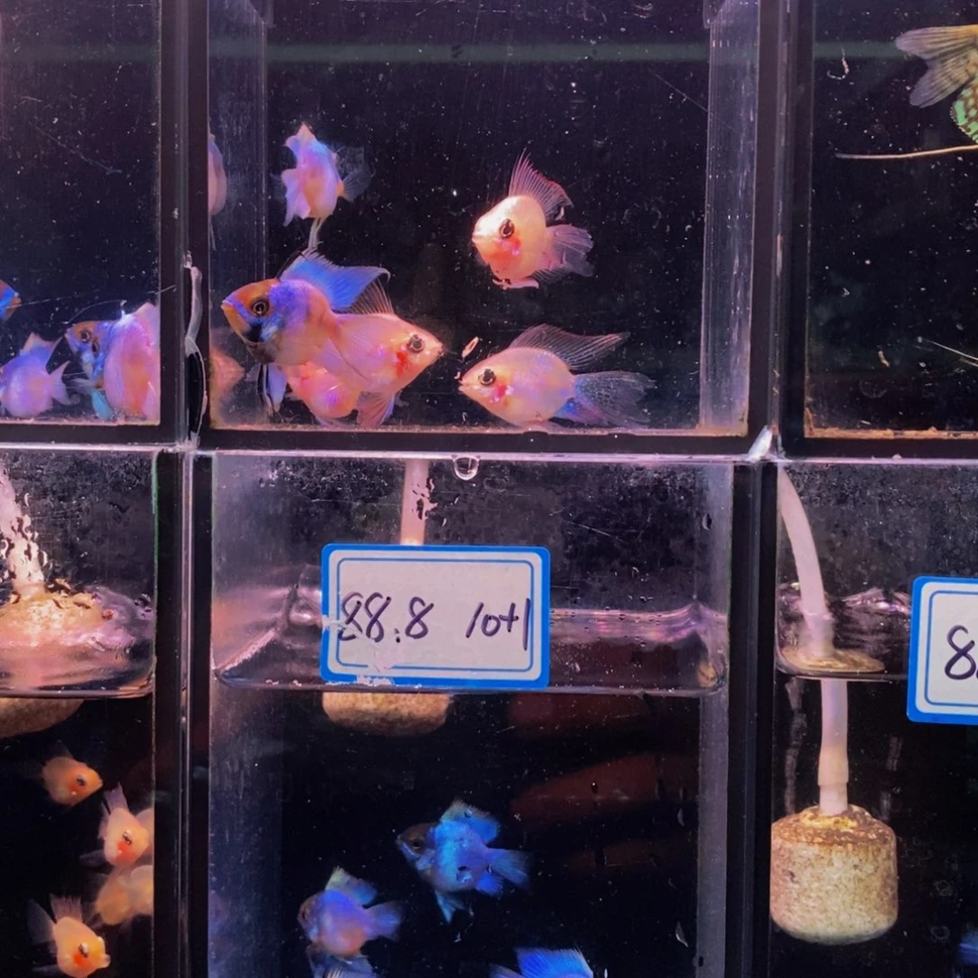 没***心短鲷鱼金波子两对蓝波子一对