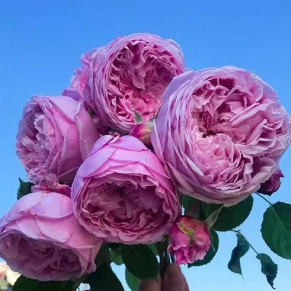 【自由精神浓香大花四季开花】冬眠期修剪1米左右爬藤月季花绿植