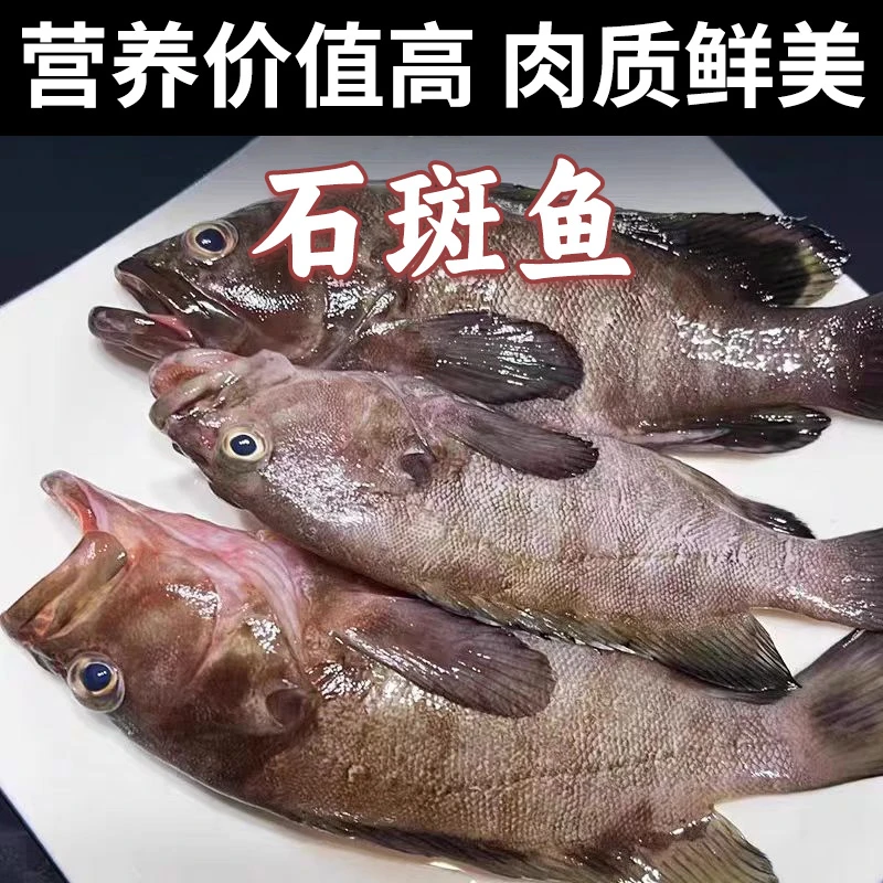 【到手4条】海捕石斑鱼单条7-8两H