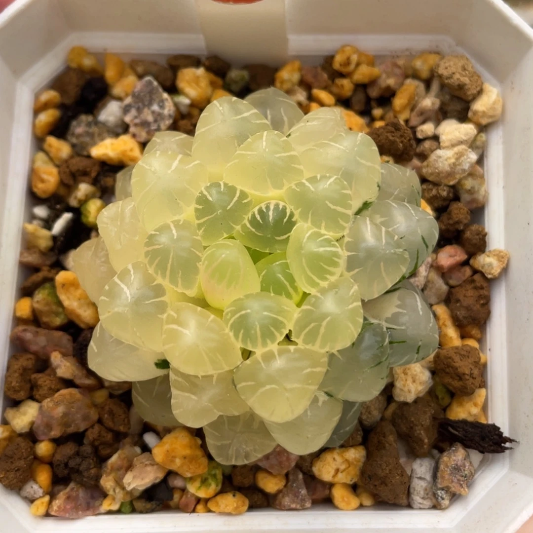 小蔡的菜园90ob玉露锦