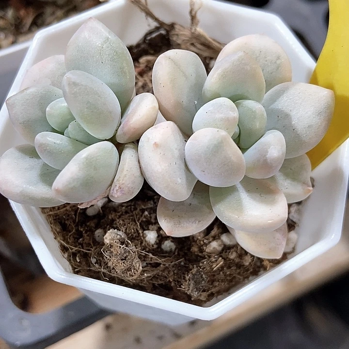 多肉植物奥普锦1868