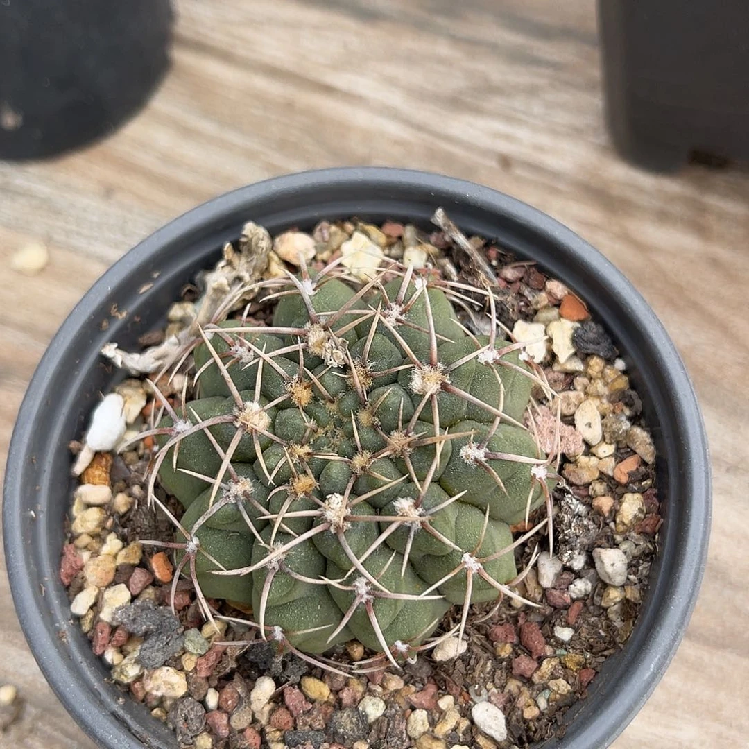 一物一拍下单包邮