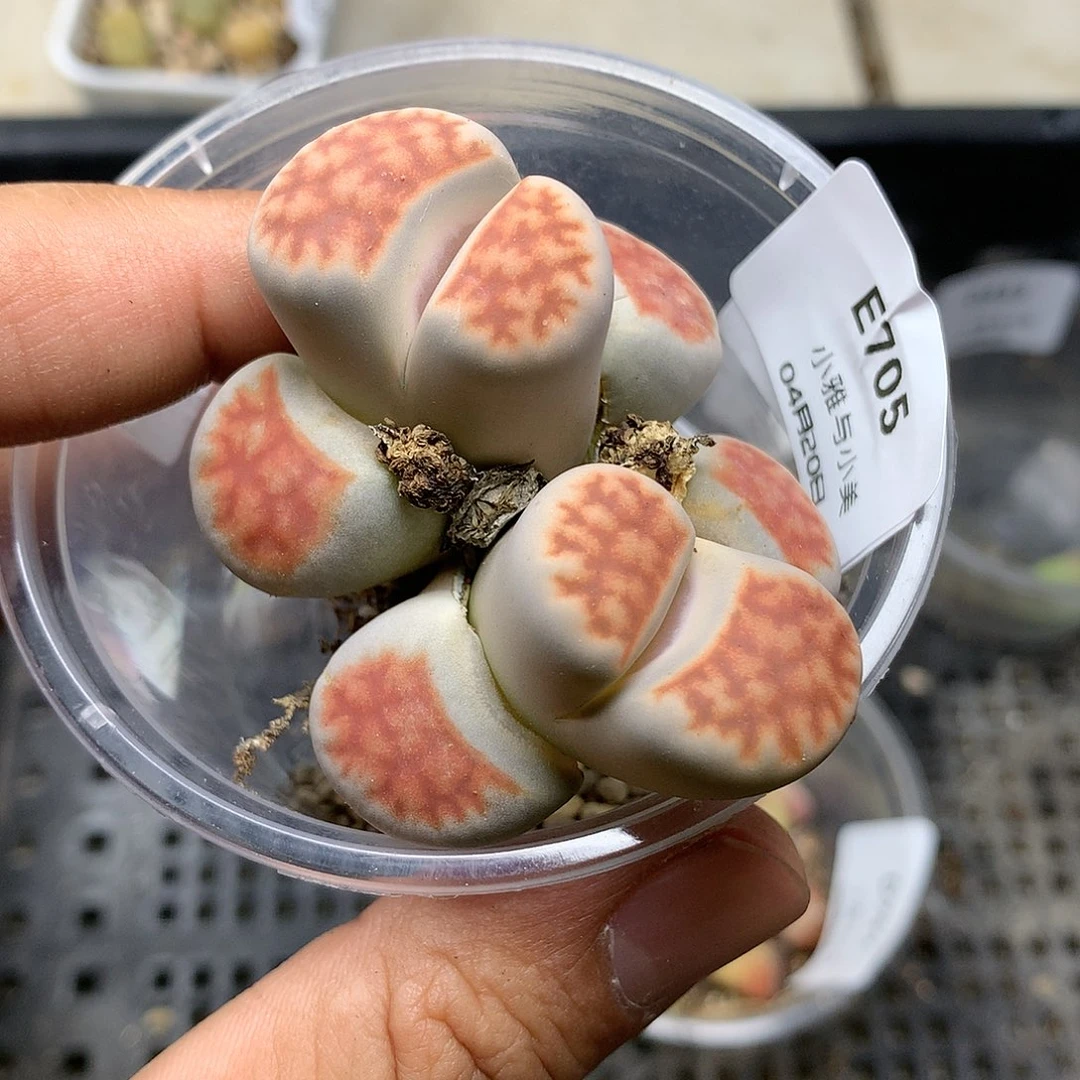 E705多肉植物保护