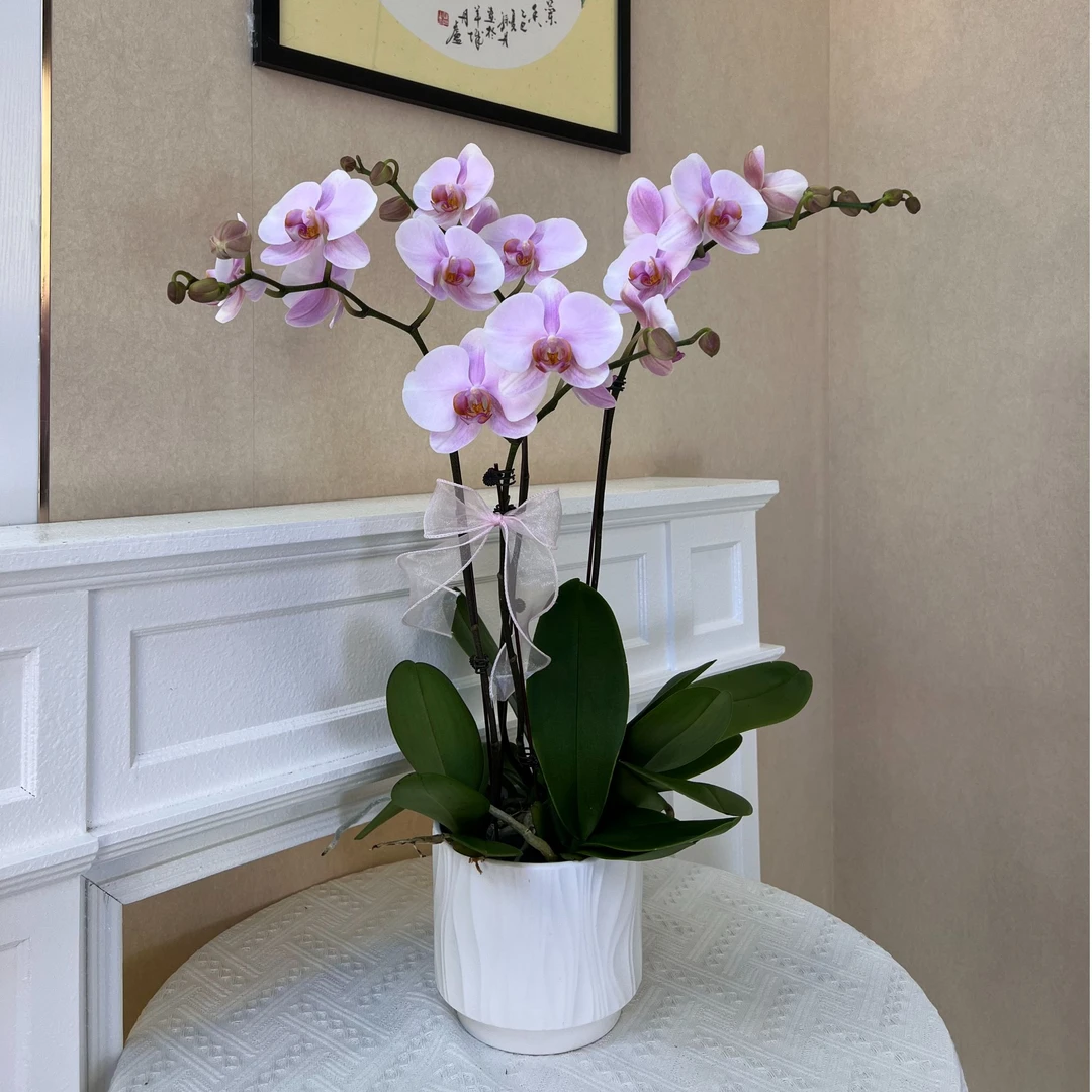《和鸣秋风》欧品蝴蝶兰室内办公室盆栽懒人花花好养简单