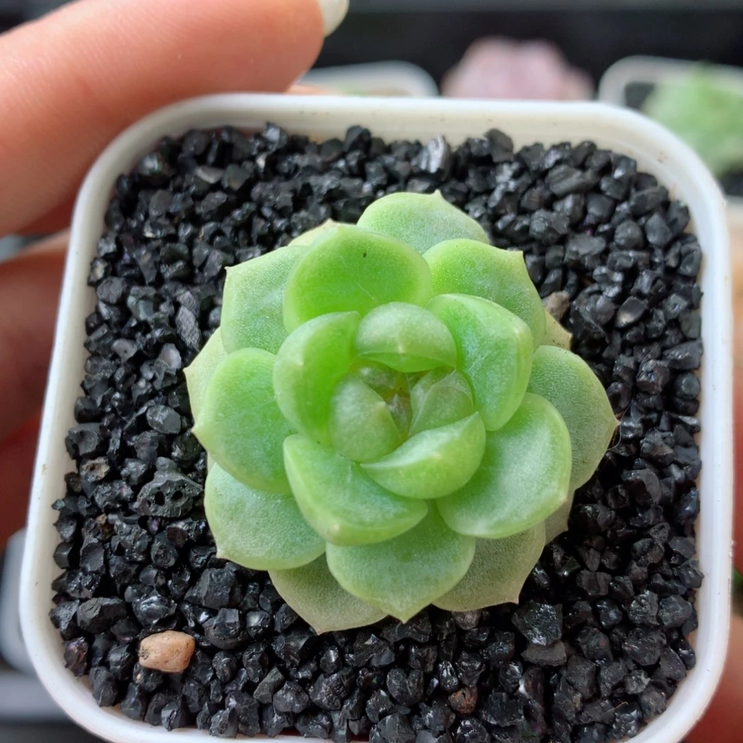 58包邮  群生不包整 70