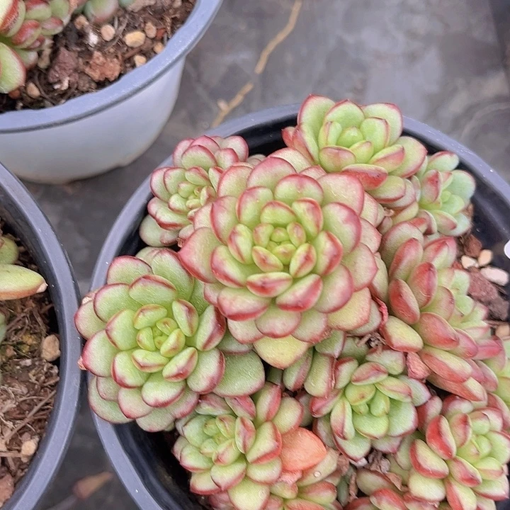 亚当02109多肉植物