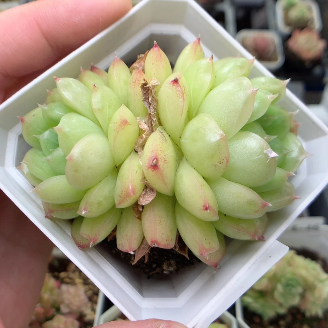 E59 ，柿子多肉20包邮两天凑单