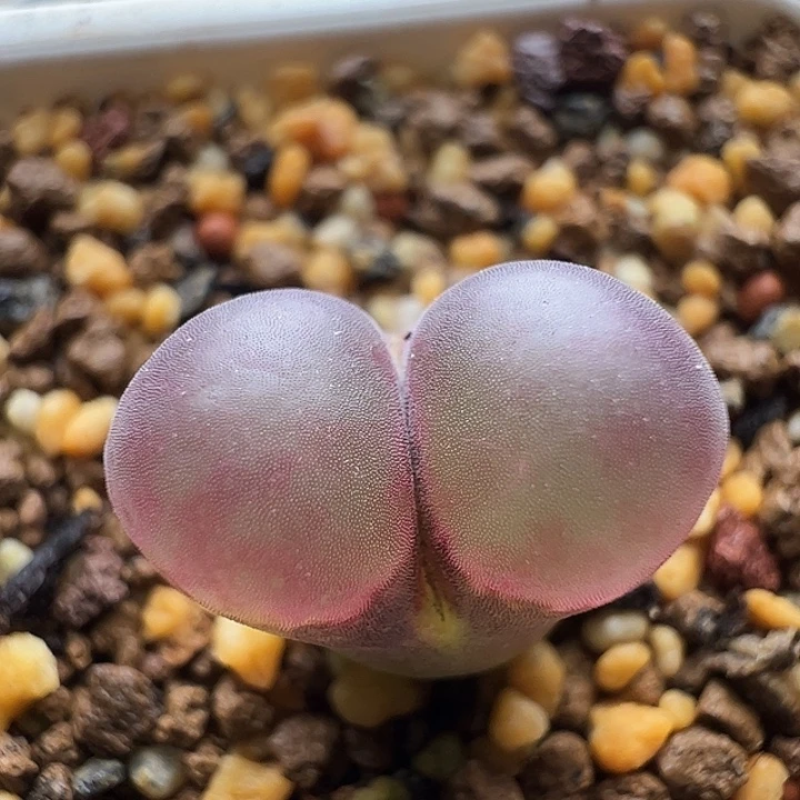 无花朵实生风铃玉13