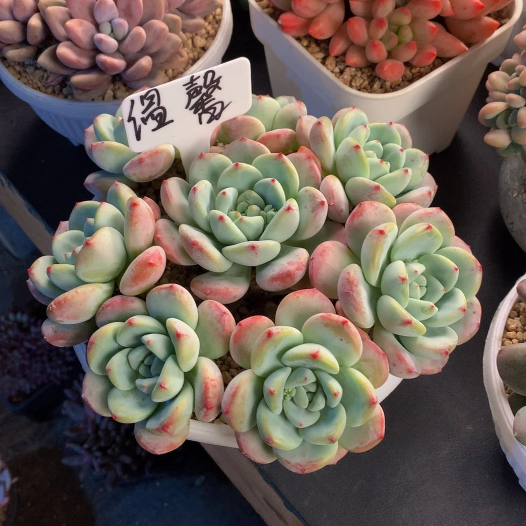 望舒好看好看好看好看好看好看