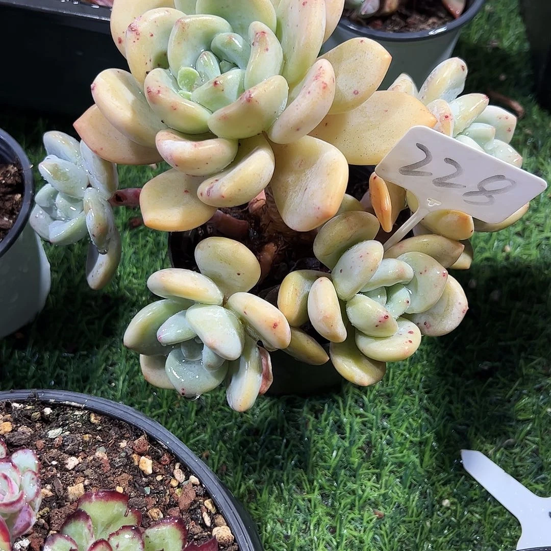 仙兔老桩22号多肉
