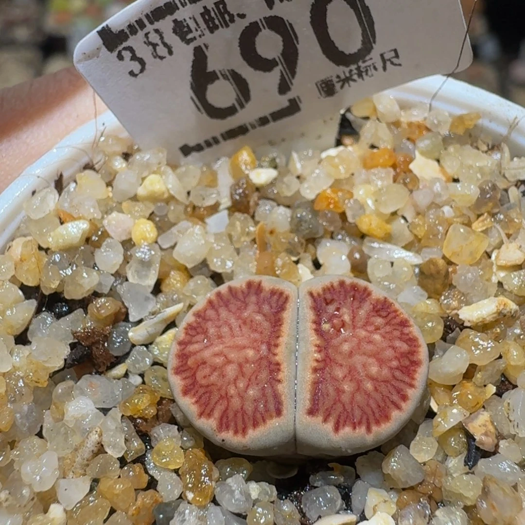 Sssss绝绝绝子生石花690