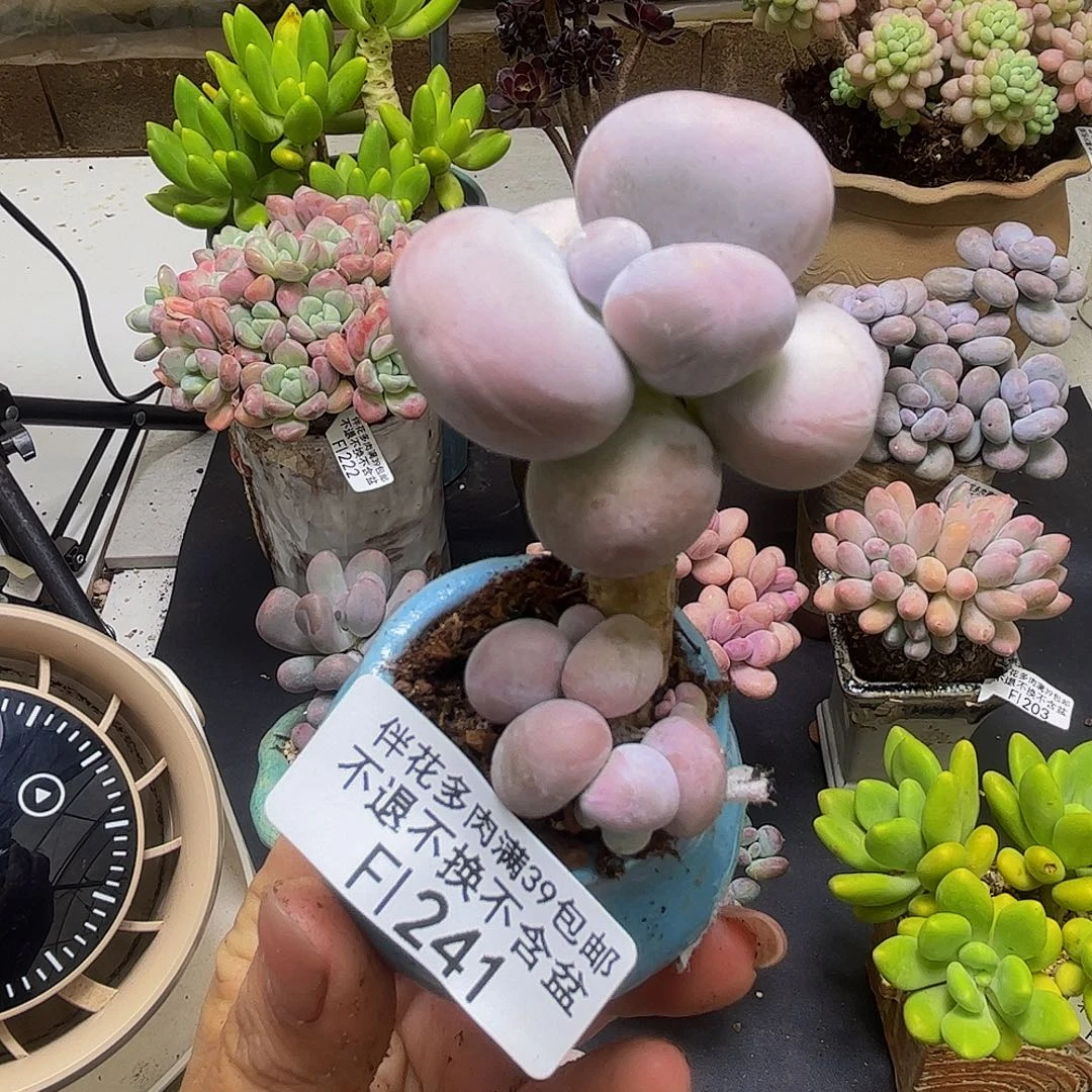 芭比奶酪241/4cm多肉