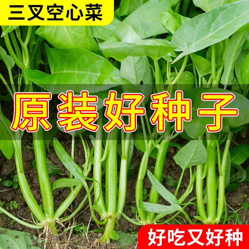 三叉空心菜种子柳叶空心菜青梗空心菜菜四季阳台盆栽蔬菜瓜果种子