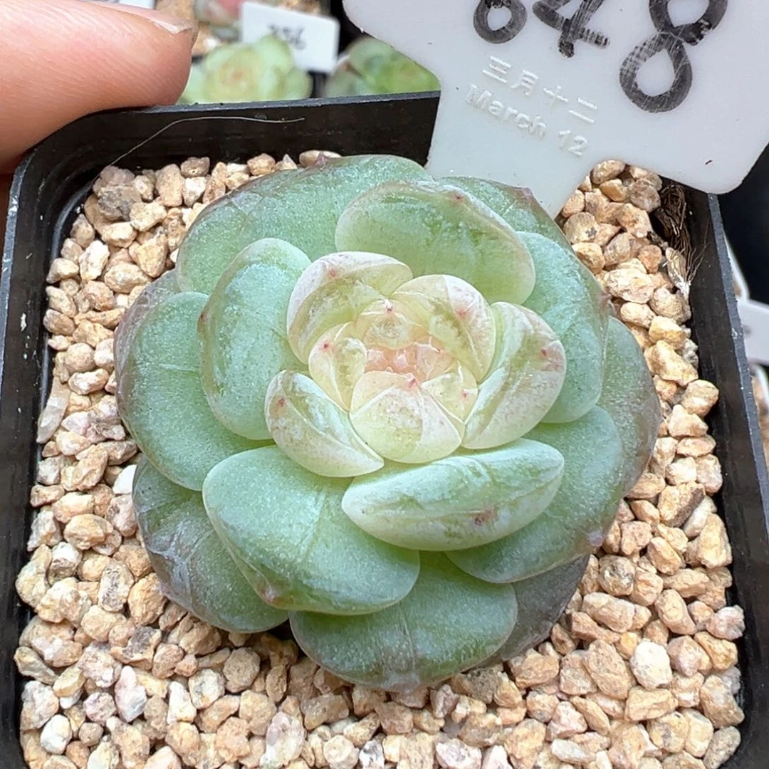 648号风花雪月系列星月