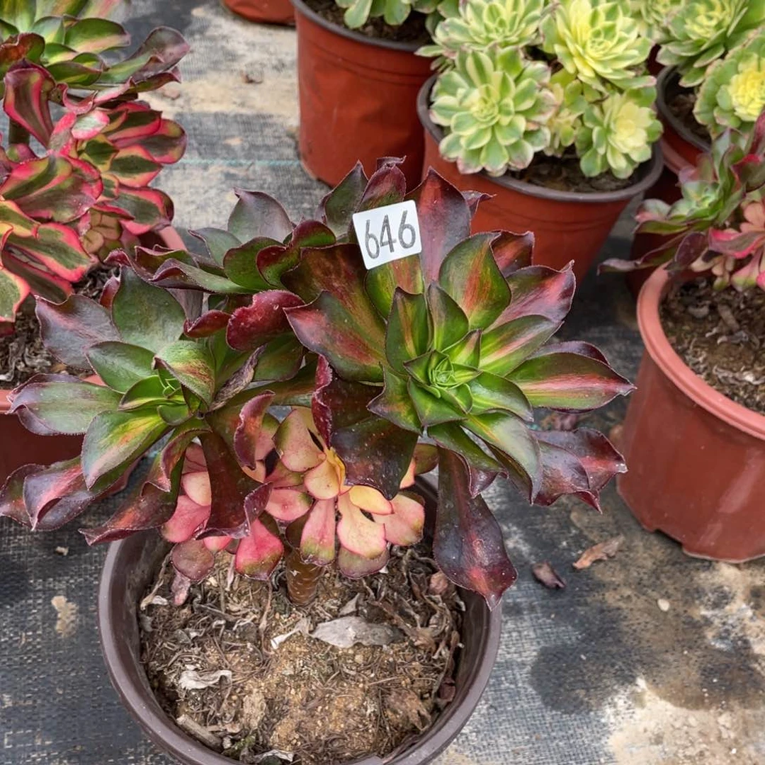 魅影中斑多肉植物老桩