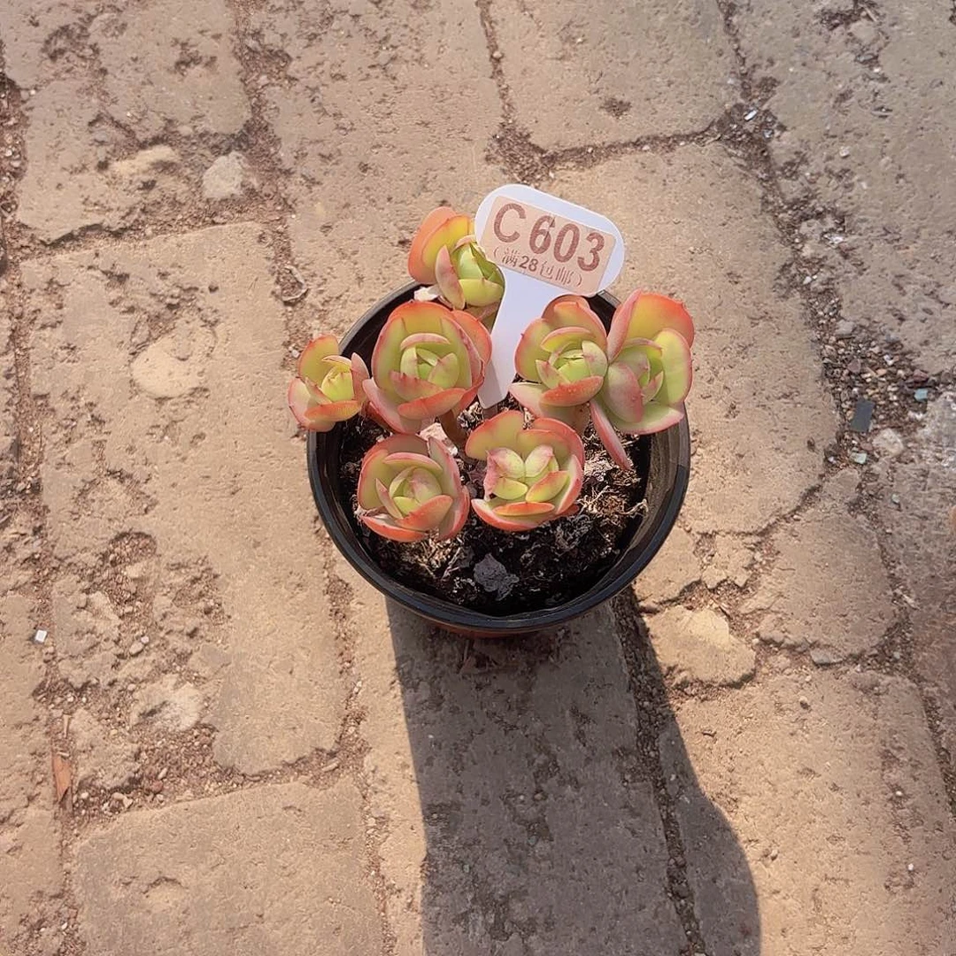 C603鸡蛋碧桃一物一拍