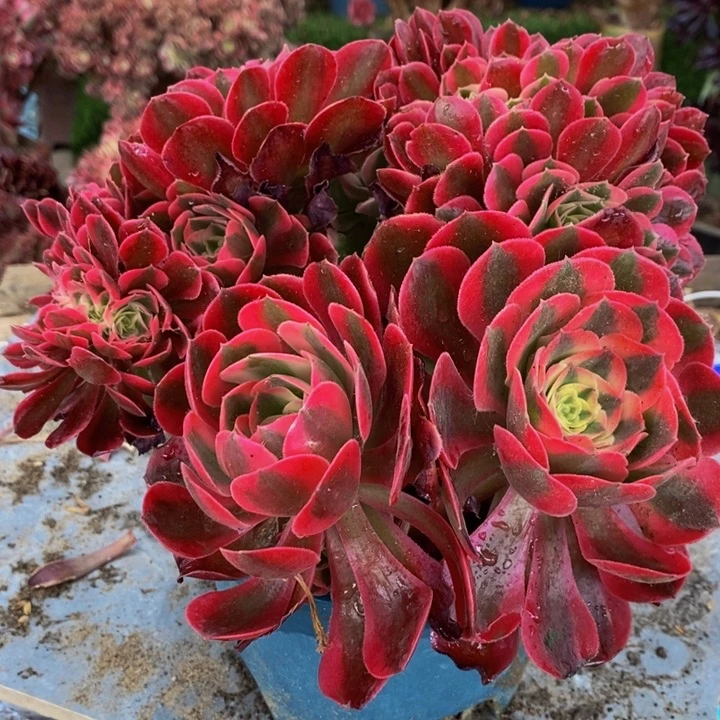 宝****】粉女巫缀化多肉1颗