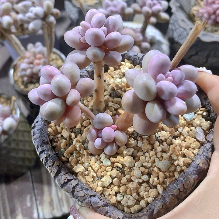 多肉植物多肉植物