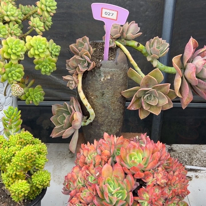 阳*！鹤十多肉植物027