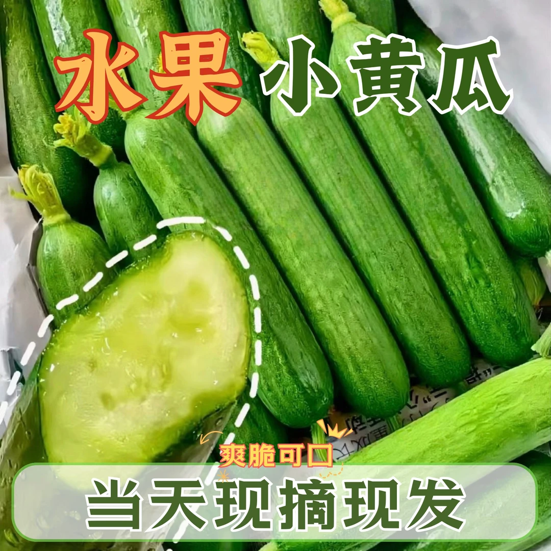 【现摘现发】正宗无刺水果小黄瓜山东潍坊清脆代餐净重5斤