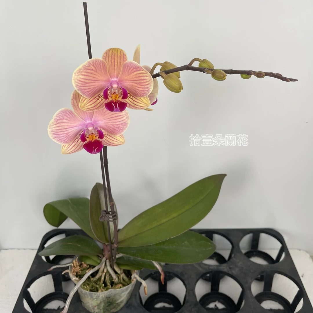 蝴蝶兰【金孔雀】3寸开花株