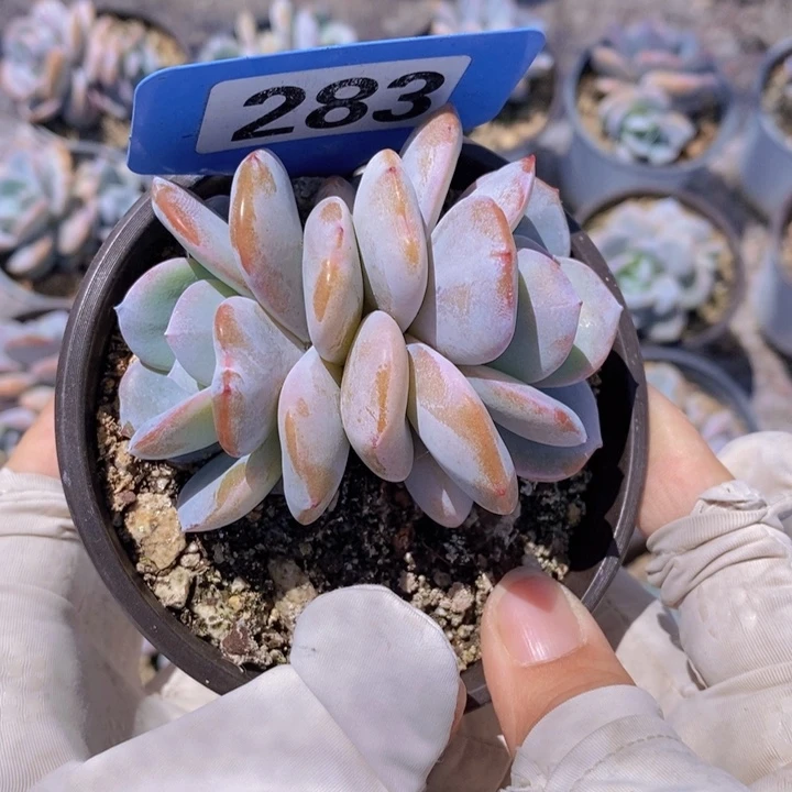 283号奶茶一颗1111111